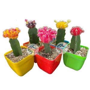 Cactus Injertado de Color